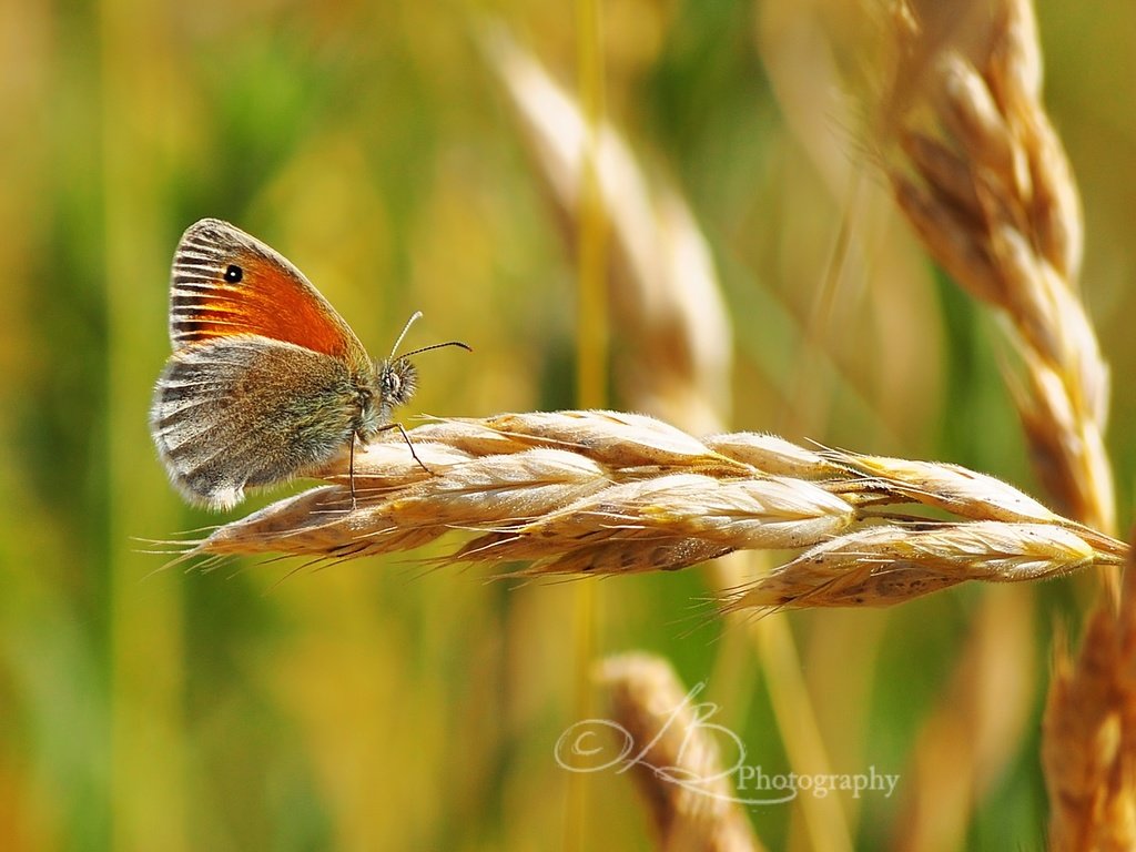 Обои зелень, насекомое, бабочка, колосок, боке, greens, insect, butterfly, spike, bokeh разрешение 2423x1520 Загрузить