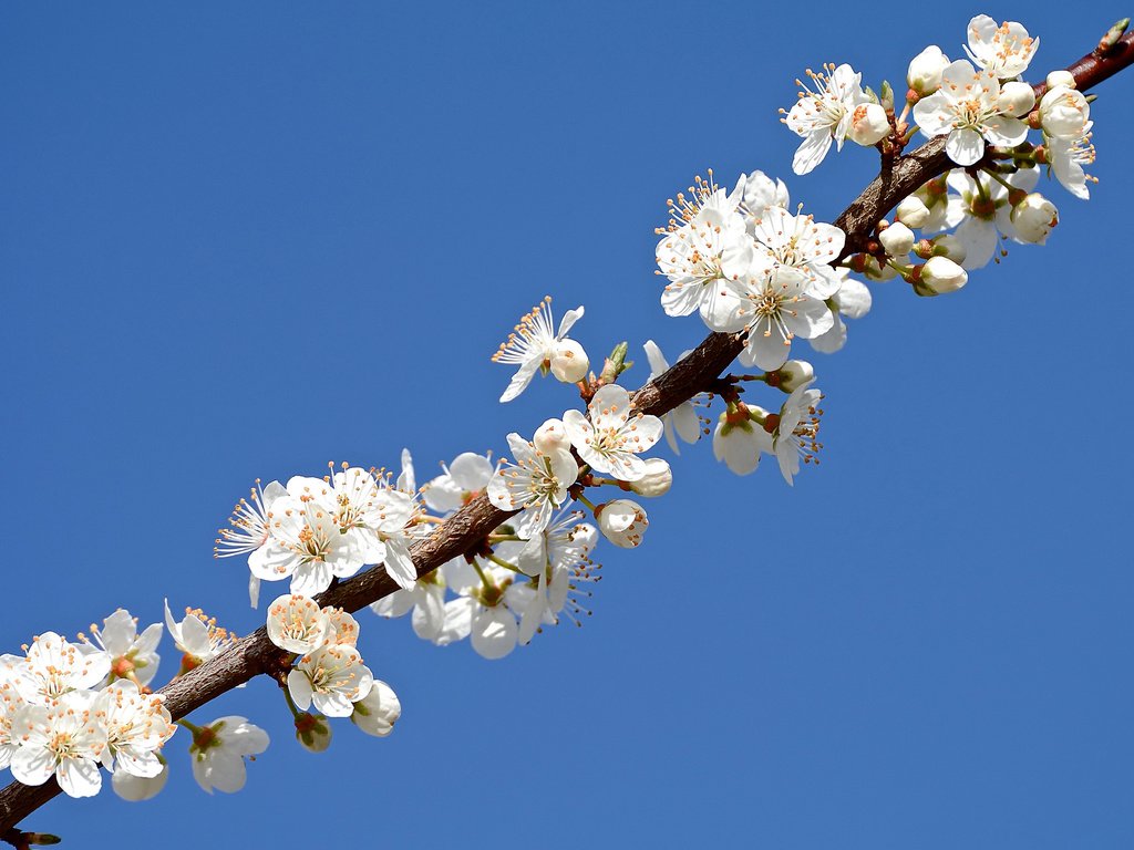 Обои небо, ветка, лепестки, сад, весна, the sky, branch, petals, garden, spring разрешение 2048x1365 Загрузить