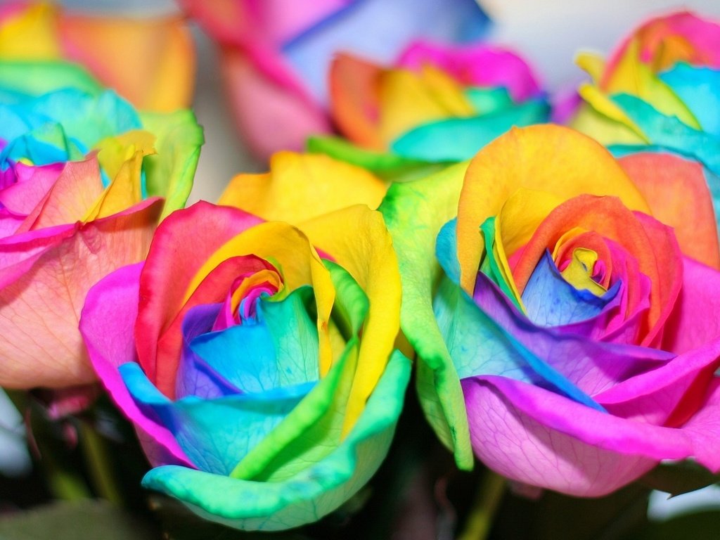 Обои цветы, цвета, розы, лепестки, разноцветные, радуга, красочные, flowers, color, roses, petals, colorful, rainbow разрешение 1920x1280 Загрузить