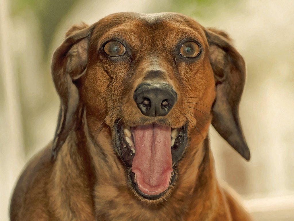 Обои морда, собака, язык, такса, пасть, face, dog, language, dachshund, mouth разрешение 2048x1479 Загрузить