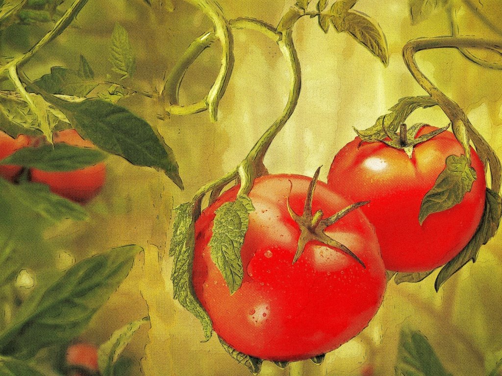 Обои овощи, живопись, помидоры, vegetables, painting, tomatoes разрешение 2880x1920 Загрузить