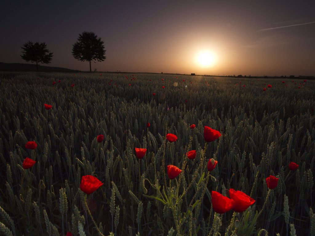 Обои цветы, трава, природа, закат, поле, маки, flowers, grass, nature, sunset, field, maki разрешение 2048x1365 Загрузить