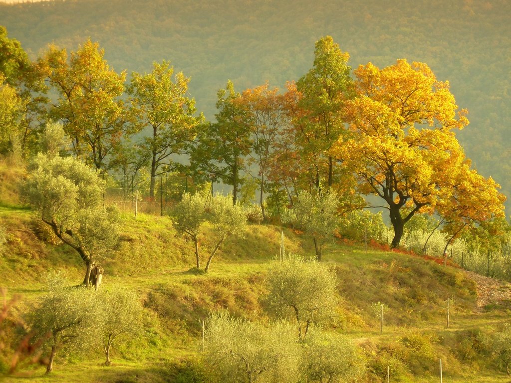 Обои деревья, холмы, пейзаж, осень, trees, hills, landscape, autumn разрешение 2880x2160 Загрузить