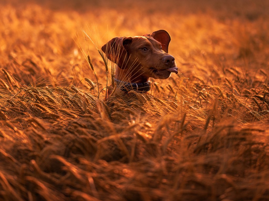 Обои природа, поле, собака, колосья, животное, пес, голова, nature, field, dog, ears, animal, head разрешение 2048x1149 Загрузить