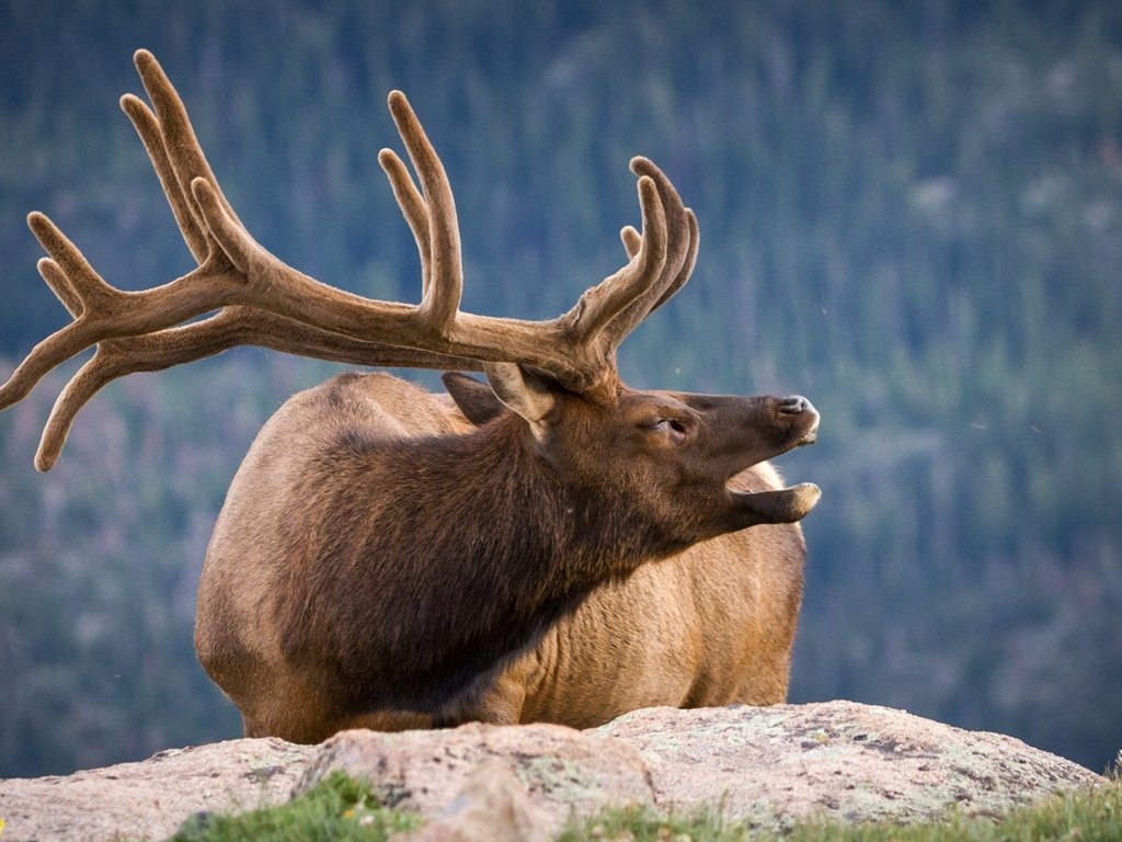 Обои природа, олень, фон, рога, nature, deer, background, horns разрешение 1920x1200 Загрузить