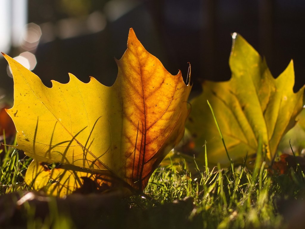 Обои листья, макро, осень, leaves, macro, autumn разрешение 2560x1600 Загрузить