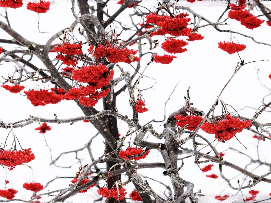 Обои природа, зима, ветки, ягоды, рябина, nature, winter, branches, berries, rowan разрешение 1920x1265 Загрузить