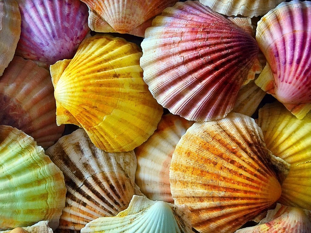 Обои текстура, фон, ракушки, разоцветные, texture, background, shell, razivaetsya разрешение 2048x1365 Загрузить