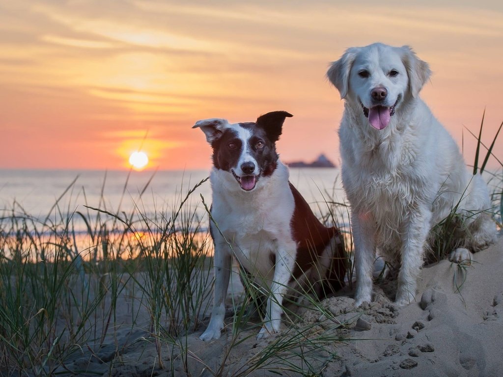 Обои закат, море, песок, собаки, sunset, sea, sand, dogs разрешение 2048x1365 Загрузить