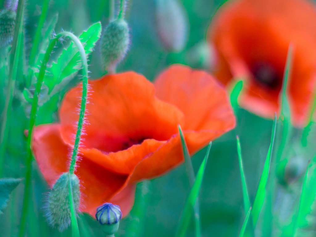 Обои трава, поле, лепестки, маки, луг, grass, field, petals, maki, meadow разрешение 2048x1152 Загрузить