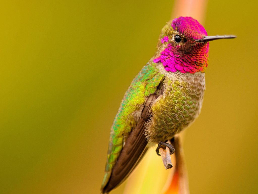 Обои птица, клюв, перья, цветные, колибри, bird, beak, feathers, colored, hummingbird разрешение 2048x1365 Загрузить