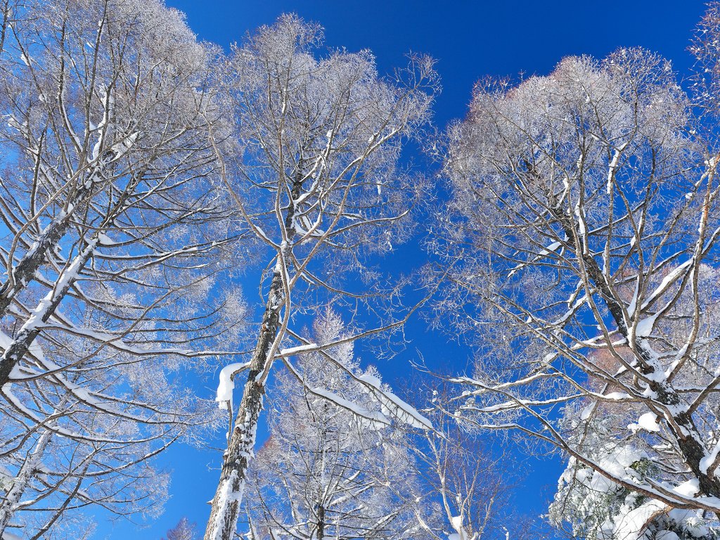 Обои небо, деревья, снег, зима, the sky, trees, snow, winter разрешение 2048x1363 Загрузить