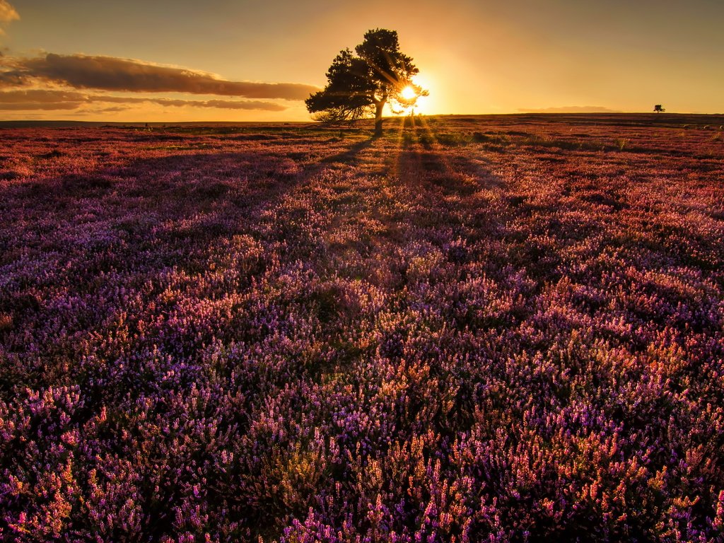 Обои дерево, закат, поле, tree, sunset, field разрешение 4924x2984 Загрузить