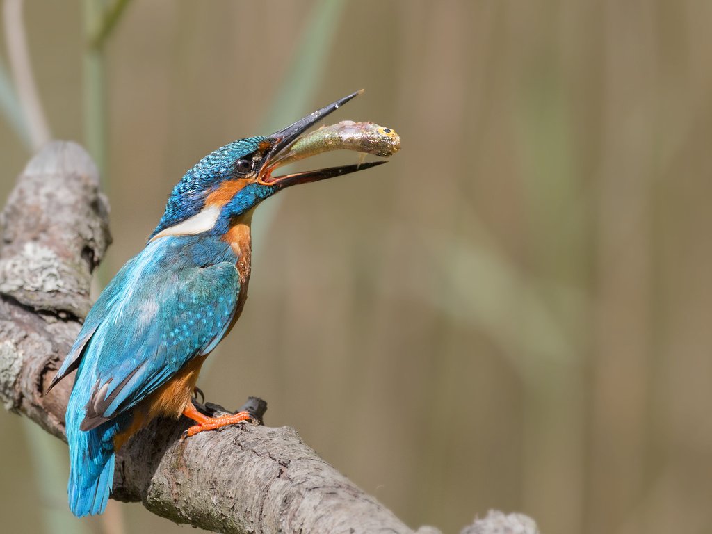 Обои ветка, природа, птица, рыба, зимородок, branch, nature, bird, fish, kingfisher разрешение 2687x1772 Загрузить