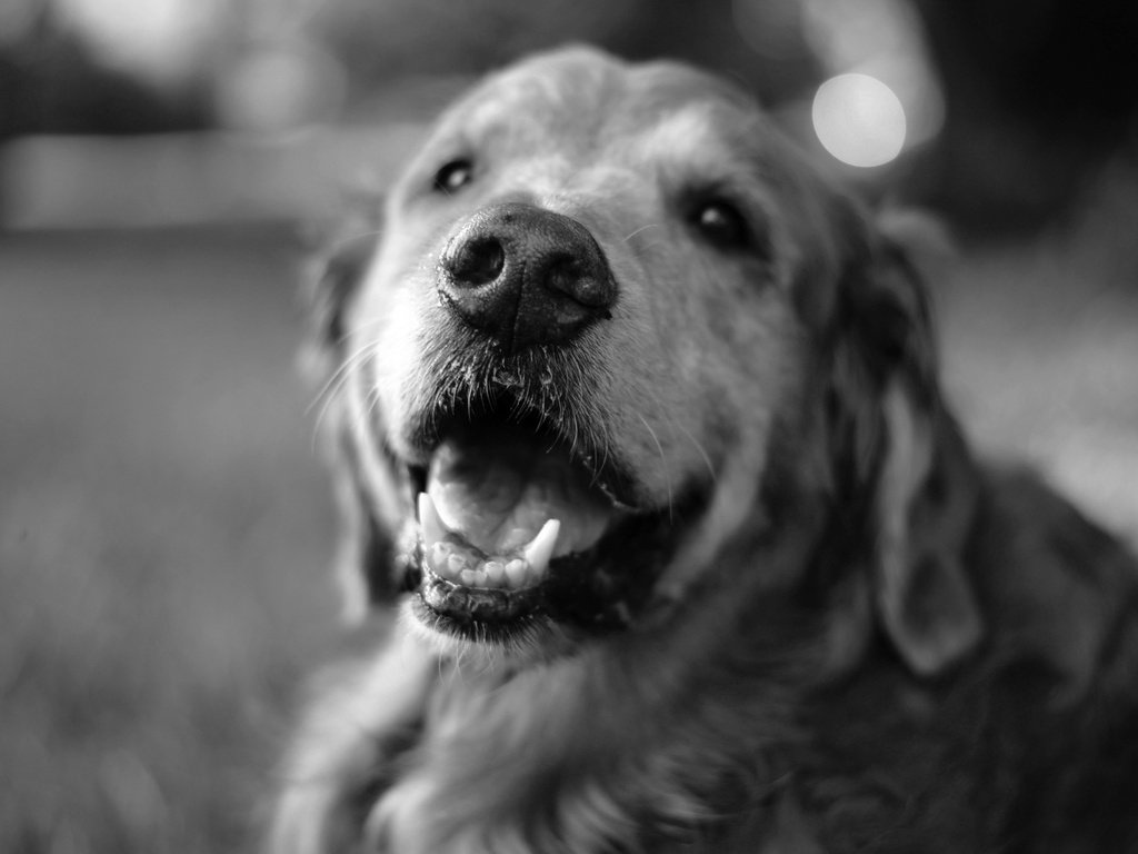 Обои чёрно-белое, собака, лабрадор, black and white, dog, labrador разрешение 2304x1536 Загрузить