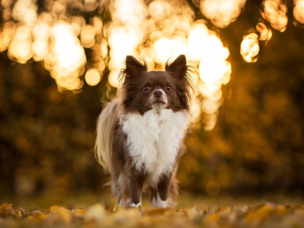 Обои собака, песик, боке, чихуахуа, dog, doggie, bokeh, chihuahua разрешение 2048x1310 Загрузить