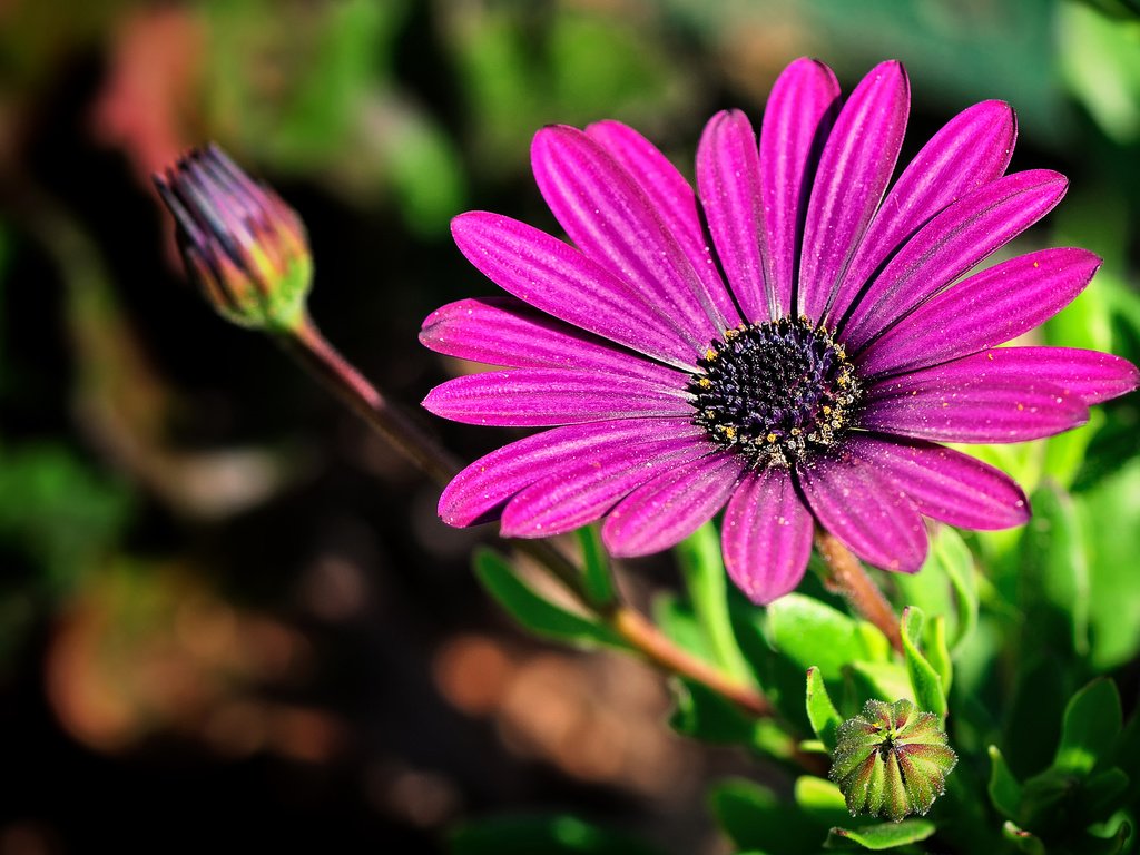 Обои природа, цветок, лепестки, бутон, стебель, гербера, nature, flower, petals, bud, stem, gerbera разрешение 2880x1920 Загрузить