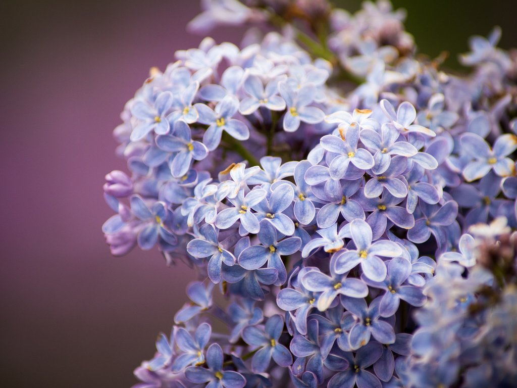 Обои цветы, цветение, весна, сирень, сиреневая, flowers, flowering, spring, lilac разрешение 2048x1365 Загрузить