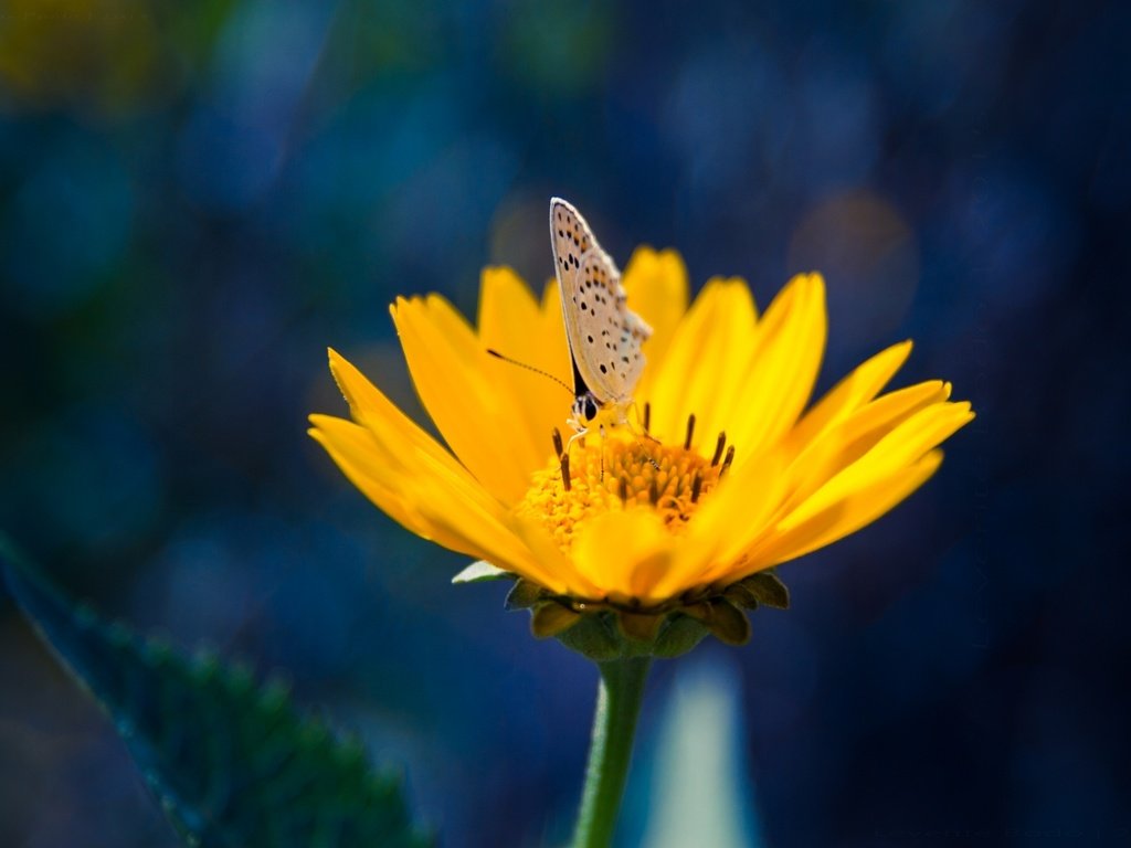 Обои желтый, насекомое, цветок, лепестки, бабочка, yellow, insect, flower, petals, butterfly разрешение 2000x1333 Загрузить