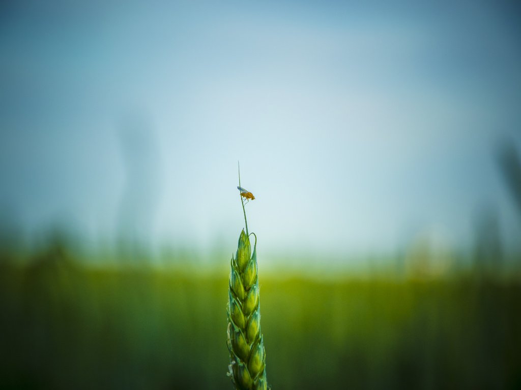 Обои насекомое, поле, пшеница, insect, field, wheat разрешение 4608x3072 Загрузить