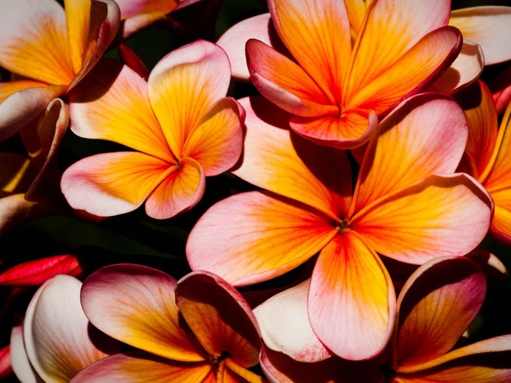 Обои цветы, природа, лепестки, растение, плюмерия, flowers, nature, petals, plant, plumeria разрешение 1920x1200 Загрузить