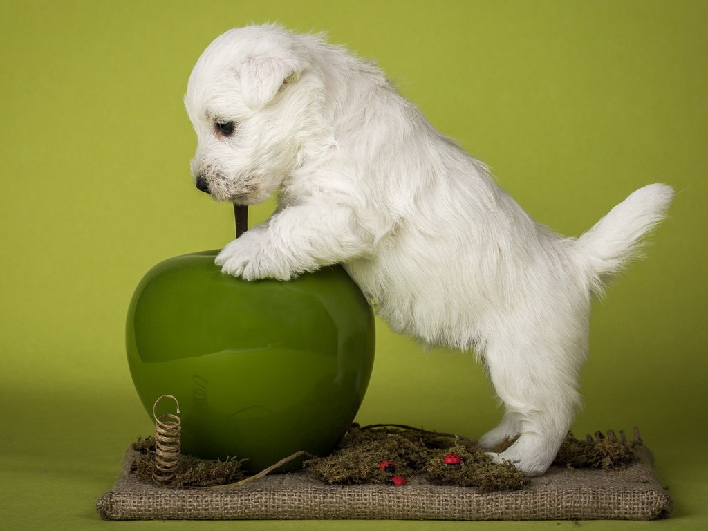 Обои белый, собака, щенок, яблоко, терьер, вест-хайленд-уайт-терьер, white terriers, white, dog, puppy, apple, terrier, the west highland white terrier разрешение 1998x1260 Загрузить