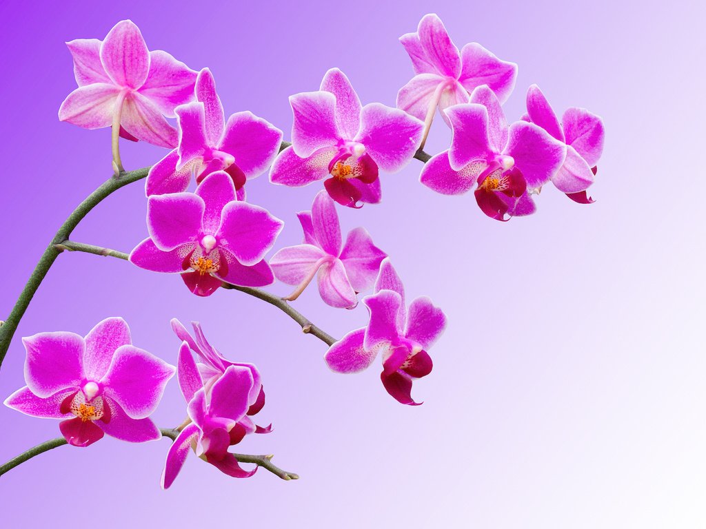 Обои цветы, ветки, лепестки, орхидеи, flowers, branches, petals, orchids разрешение 2048x1416 Загрузить