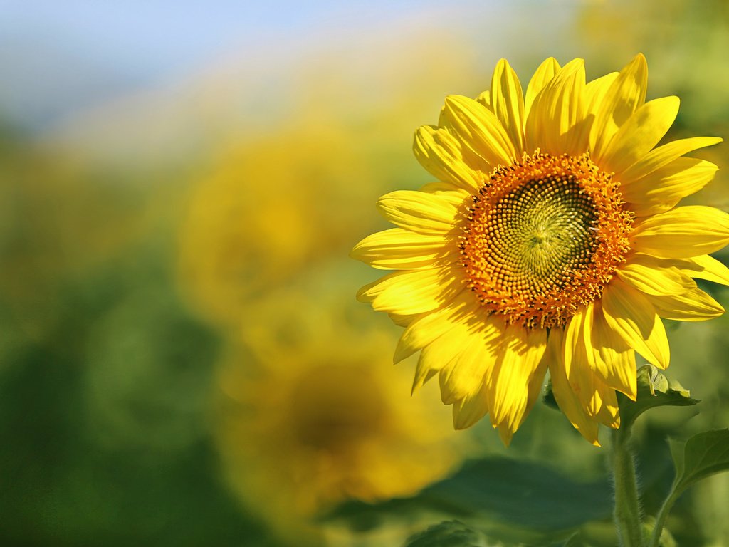 Обои листья, поле, лепестки, подсолнух, leaves, field, petals, sunflower разрешение 2048x1365 Загрузить