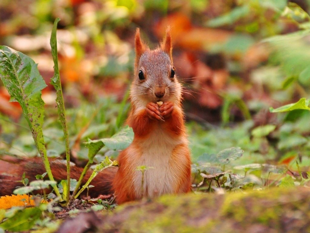 Обои трава, листья, осень, белочка, grass, leaves, autumn, squirrel разрешение 1920x1080 Загрузить