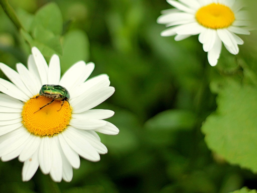 Обои зелень, жук, цветок, ромашка, панцирь, весна, золотые полоски, greens, beetle, flower, daisy, shell, spring, gold stripes разрешение 4272x2848 Загрузить