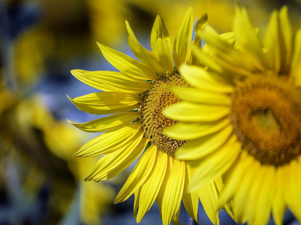 Обои солнце, природа, подсолнухи, the sun, nature, sunflowers разрешение 2046x1220 Загрузить