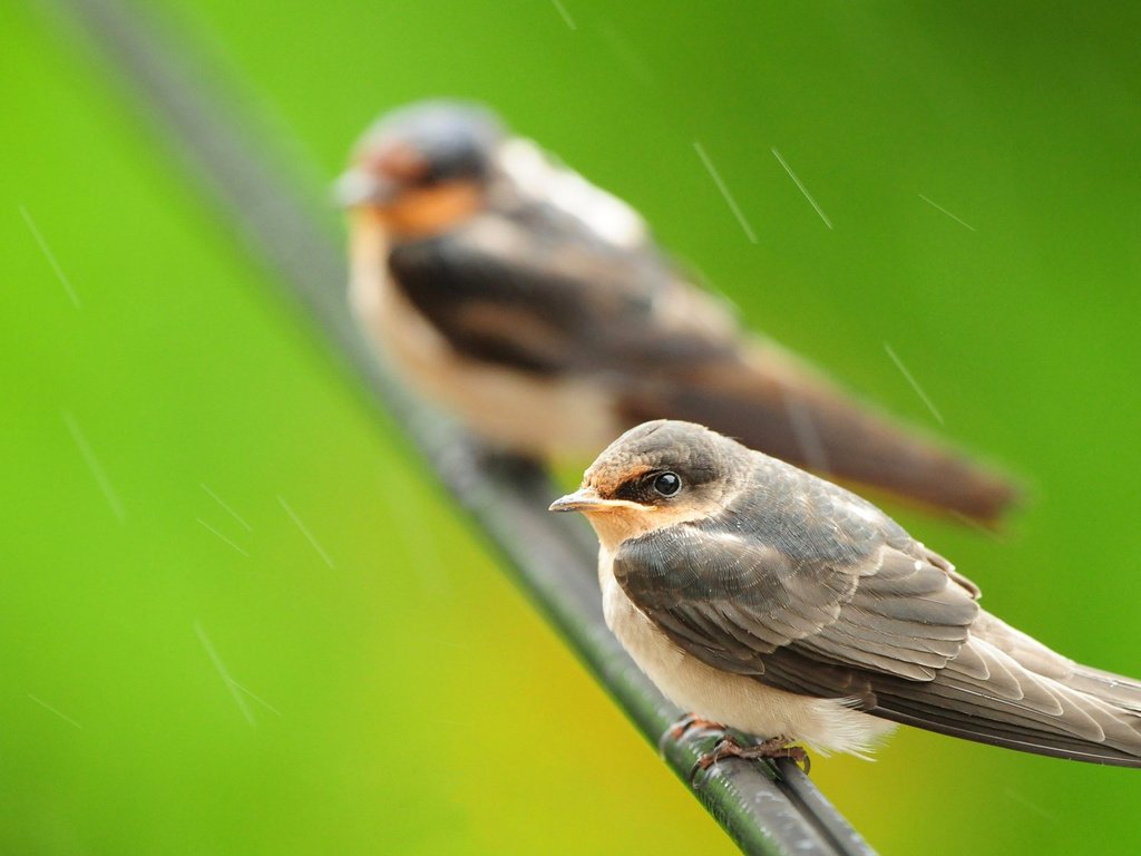 Обои ветка, природа, птицы, дождь, branch, nature, birds, rain разрешение 1920x1200 Загрузить