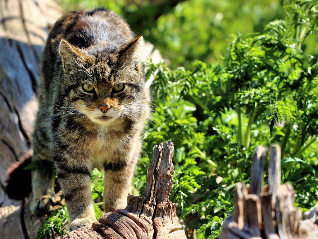 Обои морда, кошка, взгляд, дикая, шотландская, the scottish wildcat, face, cat, look, wild, scottish разрешение 3500x2333 Загрузить