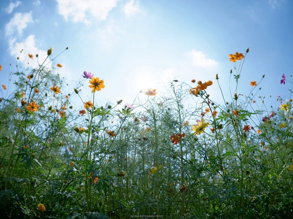 Обои небо, цветы, облака, солнце, бутоны, листья, стебли, the sky, flowers, clouds, the sun, buds, leaves, stems разрешение 2048x1280 Загрузить