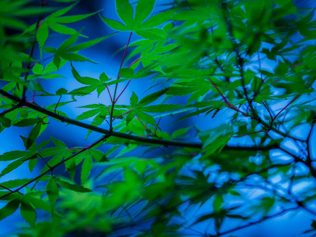 Обои дерево, листья, ветки, японский клен, tree, leaves, branches, japanese maple разрешение 2048x1365 Загрузить