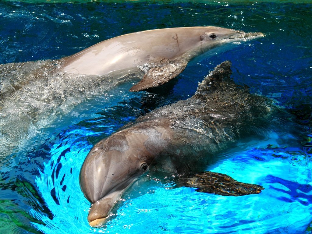 Обои море, брызги, бассейн, игра, пара, дельфин, sea, squirt, pool, the game, pair, dolphin разрешение 2880x1920 Загрузить