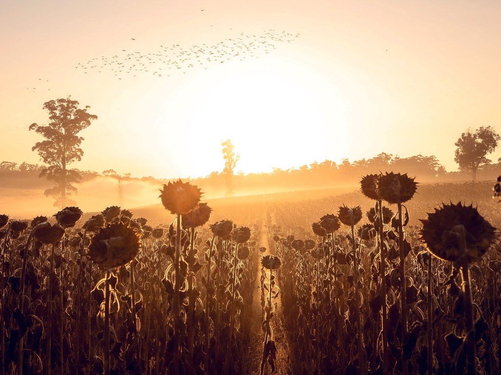 Обои природа, утро, туман, осень, подсолнухи, nature, morning, fog, autumn, sunflowers разрешение 2048x1221 Загрузить