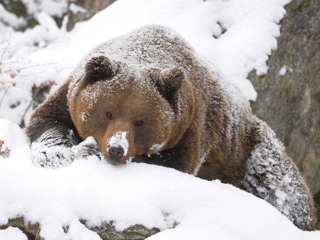 Обои зима, медведь, тайга, бурый, winter, bear, taiga, brown разрешение 2560x1600 Загрузить