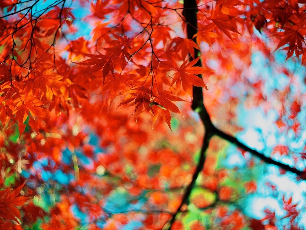 Обои цвета, листья, ветки, осень, красные, размытость, кленовый лист, color, leaves, branches, autumn, red, blur, maple leaf разрешение 1920x1200 Загрузить