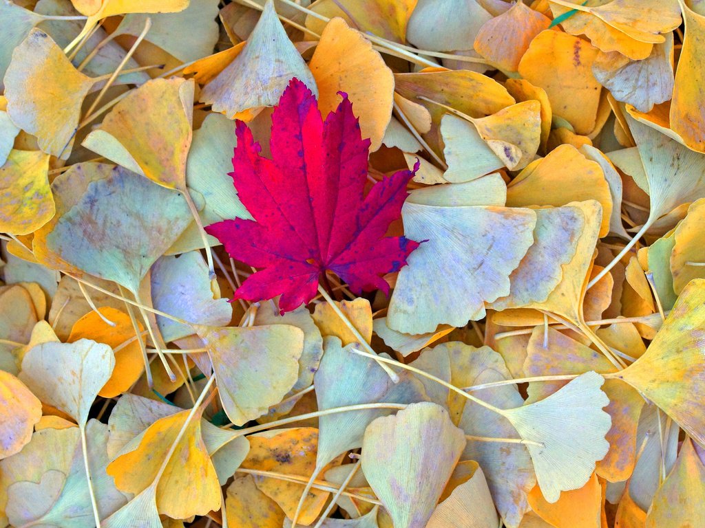 Обои природа, листья, осень, nature, leaves, autumn разрешение 2048x1368 Загрузить