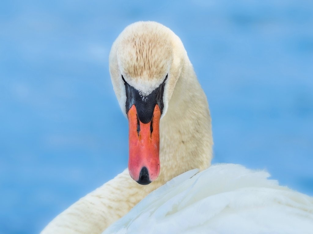 Обои белый, птица, клюв, лебедь, грация, white, bird, beak, swan, grace разрешение 2048x1280 Загрузить