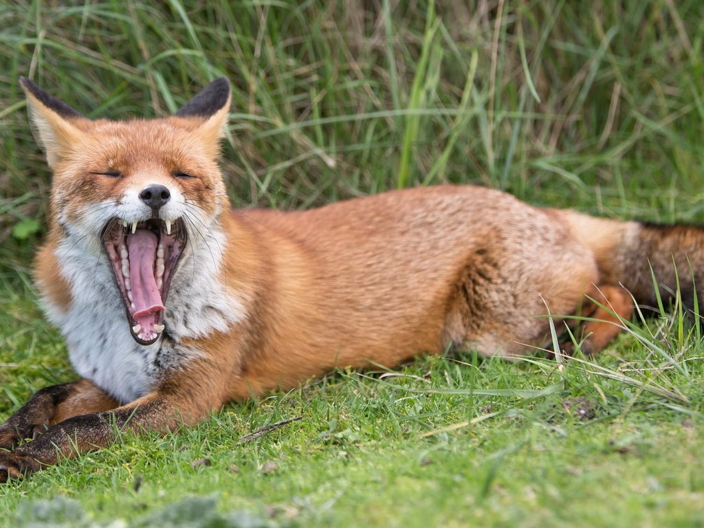 Обои трава, природа, лето, лиса, лисица, язык, зевает, grass, nature, summer, fox, language, yawns разрешение 2047x1128 Загрузить