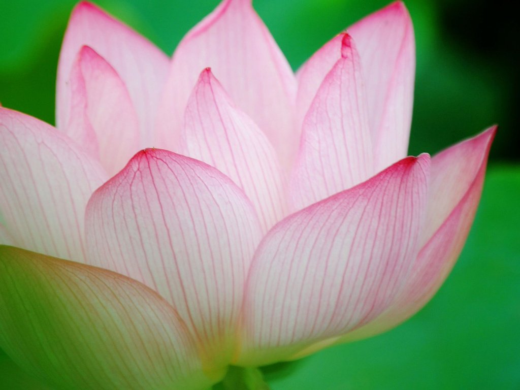 Обои вода, цветок, лепестки, лотос, water, flower, petals, lotus разрешение 2048x1280 Загрузить