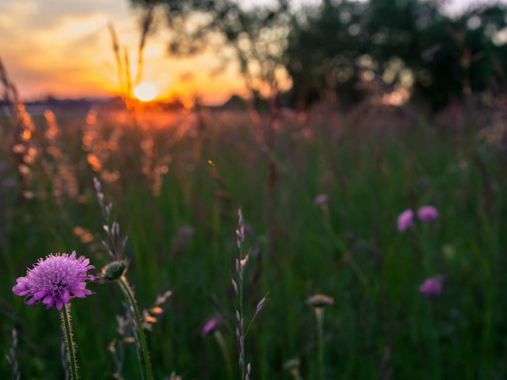 Обои цветы, трава, вечер, солнце, закат, поле, сиреневые, flowers, grass, the evening, the sun, sunset, field, lilac разрешение 1920x1200 Загрузить