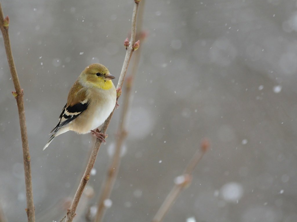 Обои снег, зима, птица, snowing, птаха, snow, winter, bird разрешение 5522x3628 Загрузить