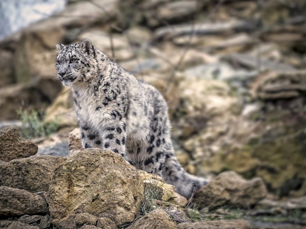 Обои снежный барс, ирбис, снежный леопард, snow leopard, irbis разрешение 2048x1365 Загрузить
