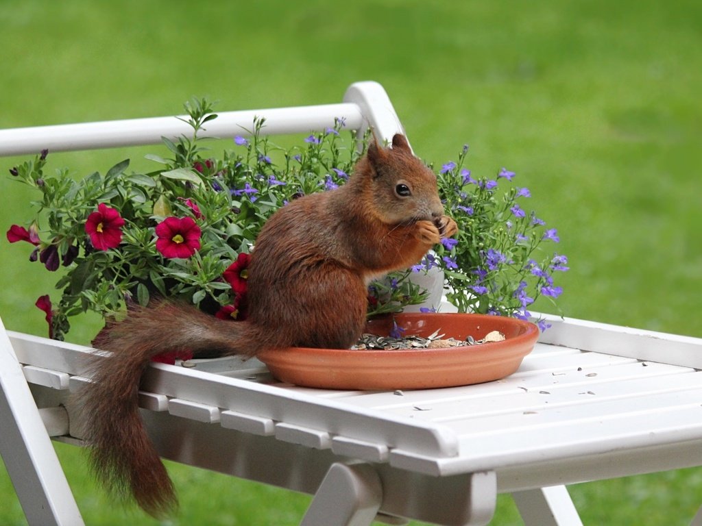 Обои семечки, белочка, грызет, на столике, seeds, squirrel, nibbles, on the table разрешение 1920x1200 Загрузить