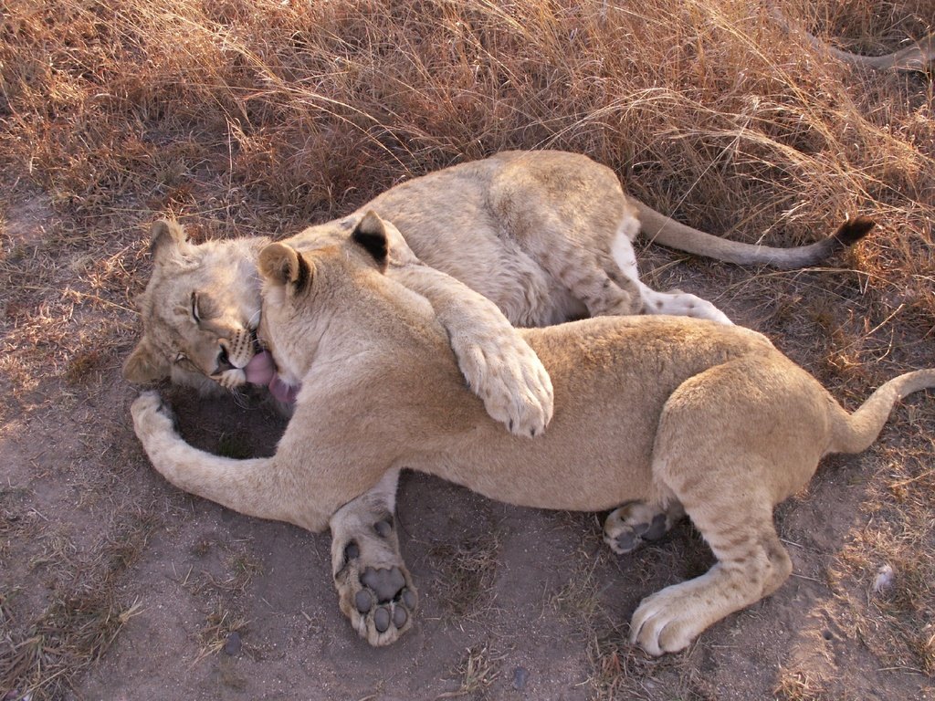 Обои животные, лапы, любовь, лев, хищники, игры, львица, animals, paws, love, leo, predators, game, lioness разрешение 2534x1901 Загрузить