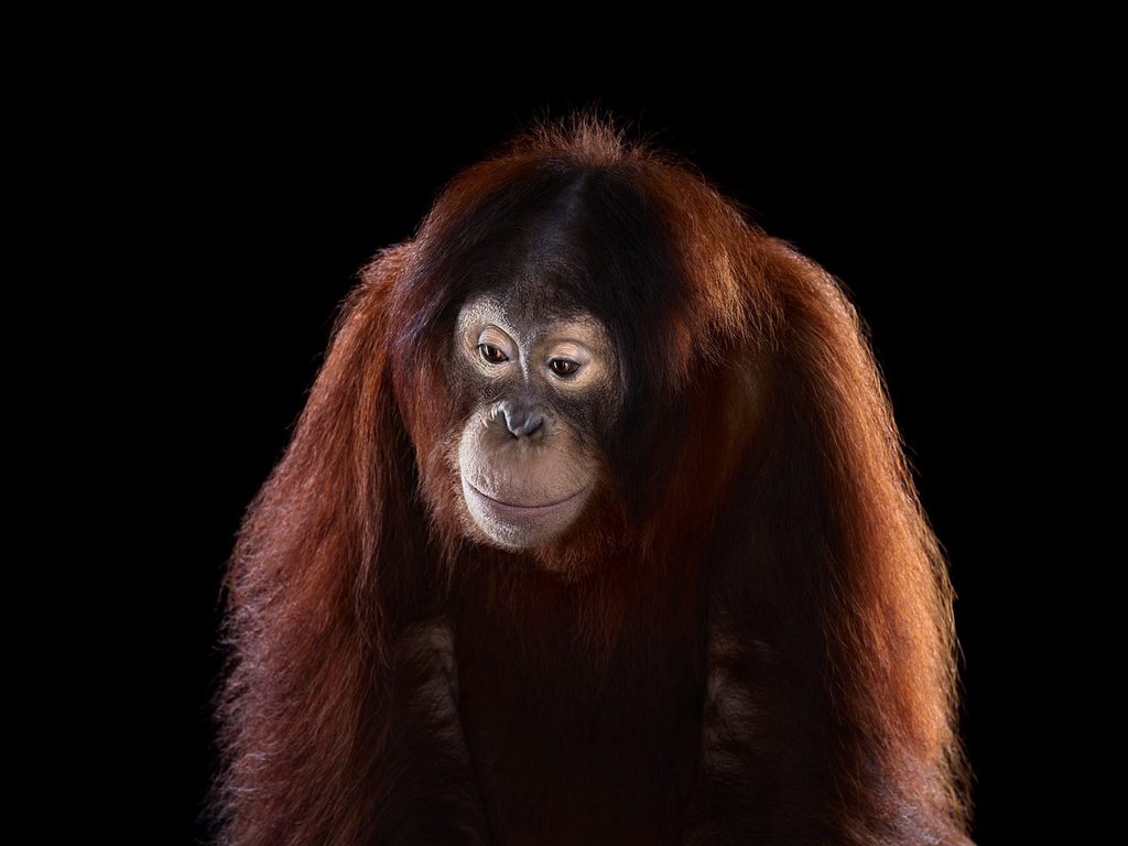 Обои фон, взгляд, обезьяна, орангутан, background, look, monkey, orangutan разрешение 1920x1288 Загрузить