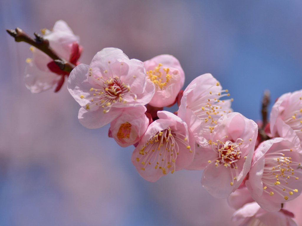 Обои ветка, цветение, весна, розовый, branch, flowering, spring, pink разрешение 2048x1356 Загрузить